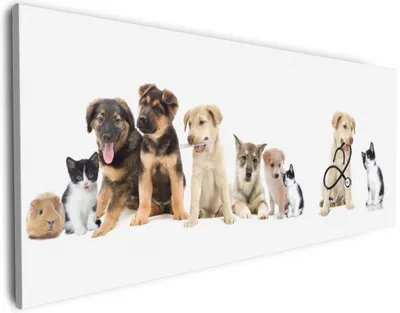 Produktbild von Wallario Premium Leinwandbild Süße Haustiere - Katzen  Hunde  Hamster  Küken I in Größe 60 x 150 cm