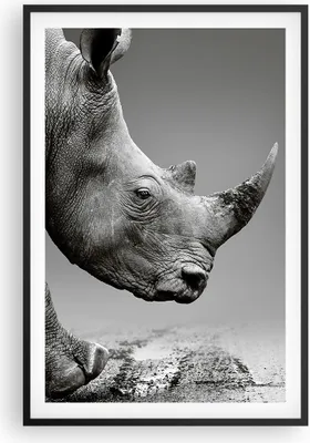 Produktbild von Gerahmtes Poster - Schwarzer Rahmen - Nashorn Monochrom Tier - 61x91,5 cm - Wand Bild - Wanddeko - Wandbilder - Kunstposter - Wandposter - Bilderrahmen - Bilder - Kunstdruck - P2BPA61x91-4954
