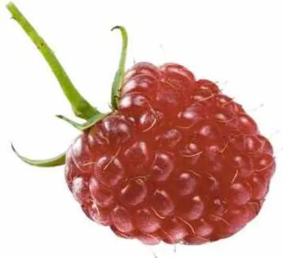 Produktbild von Himbeere-Brombeere Kreuzung - Rubus 'Tayberry' P9 30-35 cm