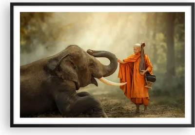 Produktbild von Gerahmtes Poster - Schwarzer Rahmen - Elefant Mönch Stoßzahn - 91,5x61 cm - Wand Bild - Wanddeko - Wandbilder - Kunstposter - Wandposter - Bilderrahmen - Bilder - Kunstdruck - Wandbild P2BAA91x61-3484