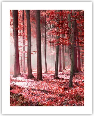 Produktbild von Poster - Poster ohne Rahmen - Wald Rot Bäume - 40x50 cm - Wand Bild - Wanddeko - Wandbilder - Kunstposter - Wandposter - Bilder - Kunstdruck - Wanddekoration - Wandbild - P2XPA40x50-4944