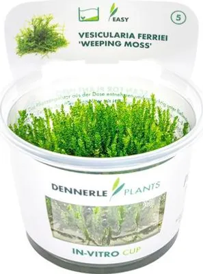 Produktbild von Schlafmoosgewächs - Vesicularia ferriei In-Vitro