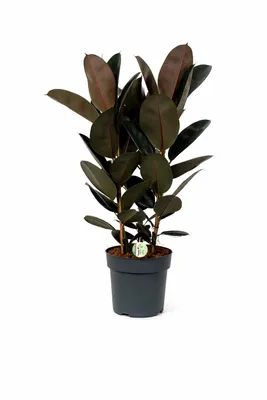 Obrázek produktu pro Gumovník Ficus elastica Abidjan cca 100 cm, 3 rostliny v květináči, pokojová rostlina, snadná péče, dekorativní zelená rostlina