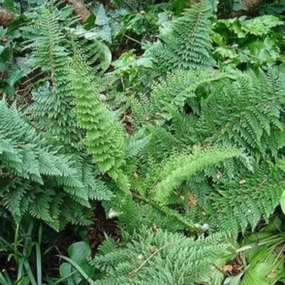 Produktbild von 6 x Filigranfarn  - Polystichum setiferum 'Densum'  | Topf 9cm x 9cm