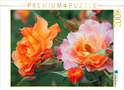 Produktbild von CALVENDO Puzzle Rosenduo orange-pink 2000 Teile Puzzle quer | 2000 Teile Lege-Größe 90x67cm Foto-Puzzle für glückliche Stunden