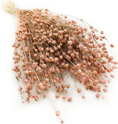 Produktbild von Flachs Getrocknete - (Leinen) - Hellrosa