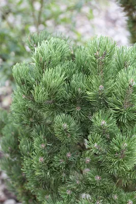 Produktbild von Pinus mugo 'Picobello', Bergkiefer, kompakt, 15–20 cm