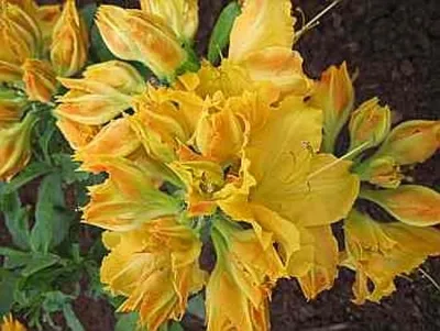 Produktbild von Rhododendron luteum Friesia - Azalee Friesia 25-30cm