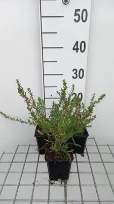 Productafbeelding van 6 x Aster ericoides 'Schneetanne' - Herfstaster - Pot van 9 x 9 cm