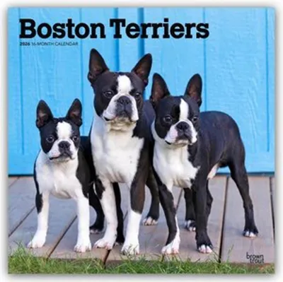 Produktbild von Boston Terriers 2026 - 16-Monatskalender