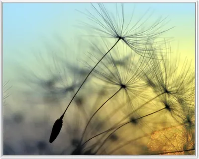 Produktbild von Wallario Wandbild Samen der Pusteblume in Nahaufnahme vor blauem Himmel, Größe: 40,30 x 50,30 cm, Poster mit weißem Aluminiumrahmen