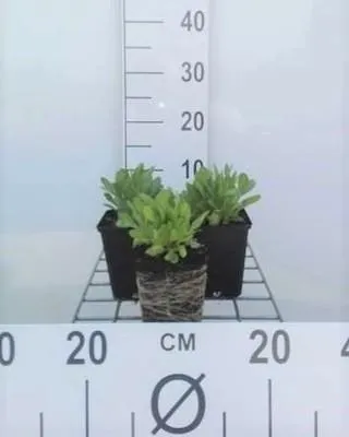 Produktbild von 6 x Gaillardia aristata 'Arizona Sun' - Kokardenblume - Topf 9 x 9 cm