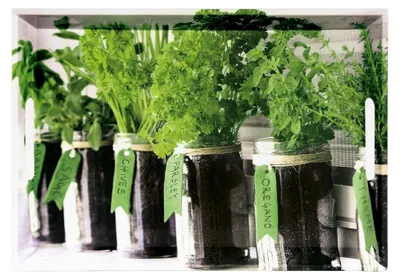 Produktbild von Serviertablett, Motiv: Herbs, Maße: 50 x 35 x 4,5 cm