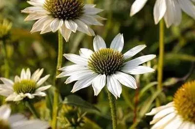 Image de 6 x Echinacea purp. pow Wow White' - Sonnenhut - Topf 9 x 9 cm