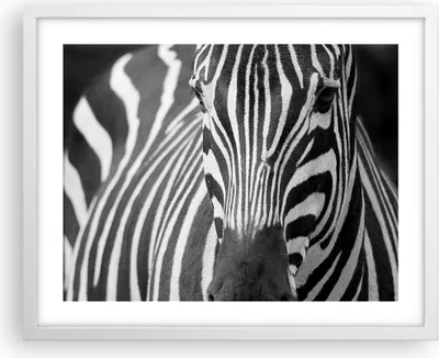 Produktbild von Gerahmtes Poster - Weißer Rahmen - Tiere Zebra gestreift - 50x40 cm - Wand Bild - Wanddeko - Wandbilder - Kunstposter - Wandposter - Bilderrahmen - Bilder - Kunstdruck - Wandbild - P2WAA50x40-2254
