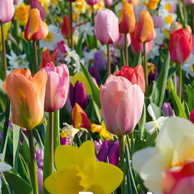 Zdjęcie produktu dla Bloomique - Mix 50 sztuk - Beauty Mix - Mix 6 odmian - Cebulki kwiatowe - Kwitnące wiosną - Byliny - Rośnie od 5 do 55 cm
