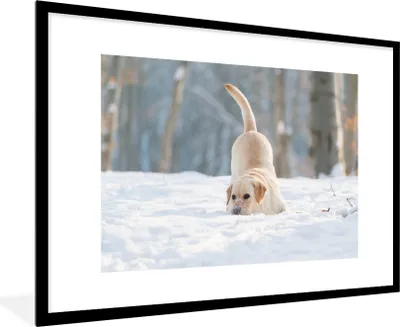 Produktbild von MuchoWow® Gerahmtes Poster Blick auf einen Labradorhund, der im Schnee spielt 90x60 cm - Poster mit Schwarzem Bilderrahmen Wandposter Rahmen Foto Bilder - Wanddekoration - Fotos