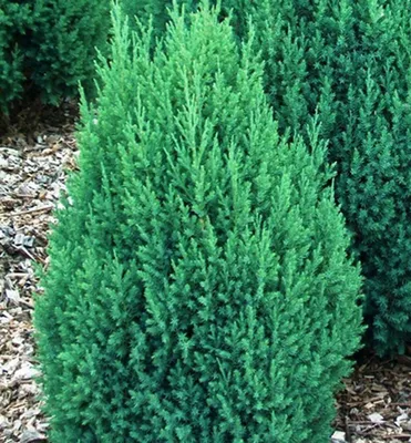 Produktbild von Chinesischer Wacholder ´STRICTA´ 40-50 cm, Cont. 2,5 l