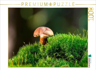 Produktbild von CALVENDO Puzzle Gallenröhrling (Tylopilus felleus) | 1000 Teile Lege-Größe 64x48cm Foto-Puzzle für glückliche Stunden