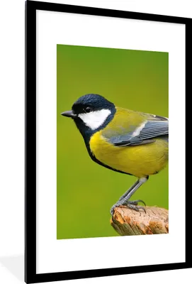 Produktbild von MuchoWow® Gerahmtes Poster Vogel - Kohlmeise - Tiere - Grün 60x90 cm - Poster mit Schwarzem Bilderrahmen Wandposter Rahmen Foto Bilder - Dekoration - Wandposter Wohnzimmer - Hochwertig