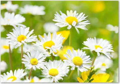 Produktbild von Tulup® Glas-Bild - 100 x 70 - Wandbild aus Glas - Wandkunst - Wandbild hinter gehärtetem Sicherheitsglas - Blumen & Pflanzen - Gänseblümchen - Weiß