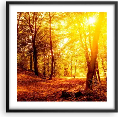 Produktbild von Gerahmtes Poster - Schwarzer Rahmen - Wald Baum Natur - 50x50 cm - Wand Bild - Wanddeko - Wandbilder - Kunstposter - Wandposter - Bilderrahmen - Bilder - Kunstdruck - Wandbild - P2BAC50x50-3722