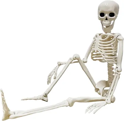 Productafbeelding van Skelet Halloween - 90 cm - Kunststof - Hele lichaam - Beweegbare gewrichten