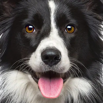 Immagine prodotto di Curiosi Puzzle Q Animal 5 Hund