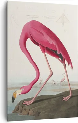 Produktbild von Bild auf Leinwand - Leinwandbild - Einteilig - Flamingo Vogel Exotik - 80x120cm - Wand Bild - Wanddeko - Wandbilder - Leinwanddruck - Wanddekoration - Leinwand bilder - Wandbild - PA80x120-5137
