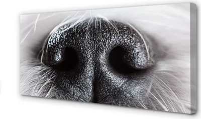 Produktbild von Leinwandbild 120x60 Wandkunst Hundenase