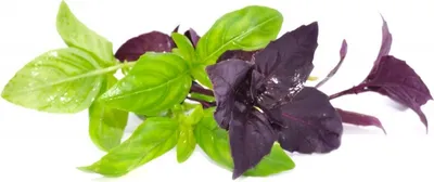 Produktbild von BASILIKUM, rotes "Dark Opal" - min. 30 Samen