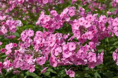 Produktbild von Phlox amplifolia 'Minnehaha', großblättriger Phlox, rosa, ca. 9x9 cm Topf