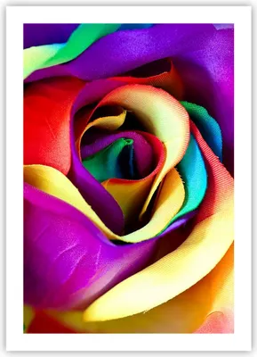 Produktbild von Poster - Poster ohne Rahmen - Blume Farbe Rose - 50x70 cm - Wand Bild - Wanddeko - Wandbilder - Kunstposter - Wandposter - Bilder - Kunstdruck - Wanddekoration - Wandbild - P2XPA50x70-3623