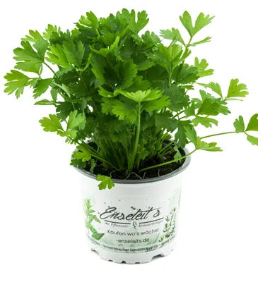 Produktbild von Enseleits Schnitt-sellerie, Schnittsellerie Pflanze, Würzsellerie, frische Kräuter Pflanze