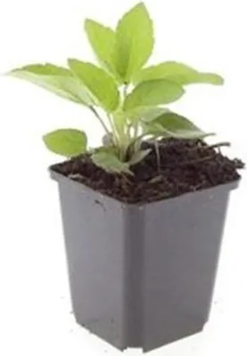 Immagine prodotto di Pianta perenne ornamentale - Cavolfiore - Rudbeckia fulgida 'Goldsturm' - Vaso da 9 cm - Set di 12 piante