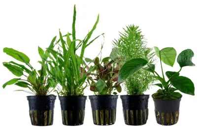 Produktbild von Pflanzen Set mit 5 Mittelgrund Topf Aquarium Wasserpflanzen AquaOne Nr.116