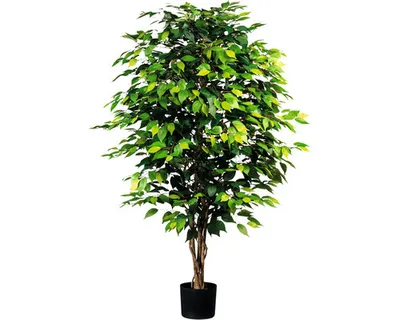 Produktbild von Kunstpflanze Ficus Benjamin Höhe: 180 cm grün buschig