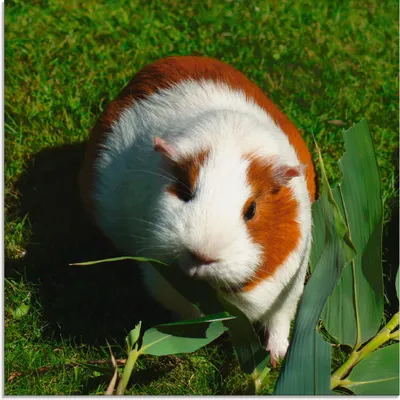 Produktbild von ARTland Glasbild Orange weißes Meerschweinchen Größe: 30x30 cm