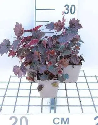 Immagine prodotto di 6 x Heuchera hybr. 'Rachel' - Campanula viola - vaso 9 x 9 cm