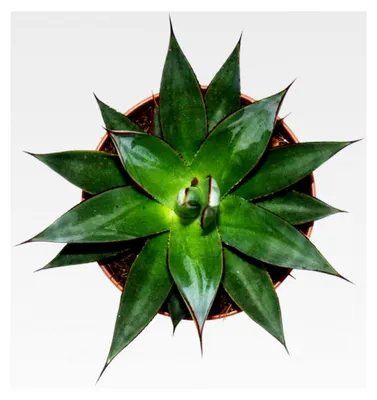 Produktbild von Agave "Shaka Zulu" - 15 cm Topf - Sukkulente Zimmerpflanze