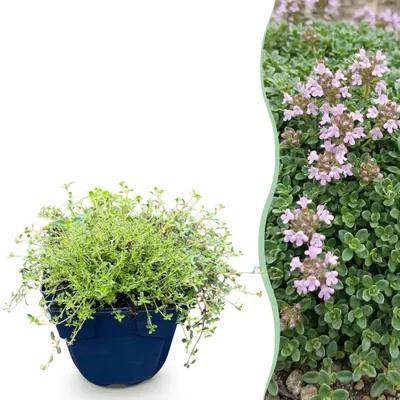 Produktbild von Thymus praecox Minor – Kriechthymian – Duftend – Rosa – 6 Pflanzen - 15-25cm - Ø11cm - Gartenpflanze