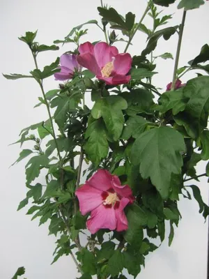 Produktbild von Hochstamm Garten-Eibisch Woodbridge - Hibiscus syriacus - 80cm Stamm + Krone