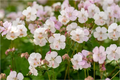 Produktbild von Stauden Gänge 3 x Geranium cantabrigiense 'Biokovo' -  Cambridge Storchschnabel - Robuste Schönheit für langanhaltende Blütenfreude
