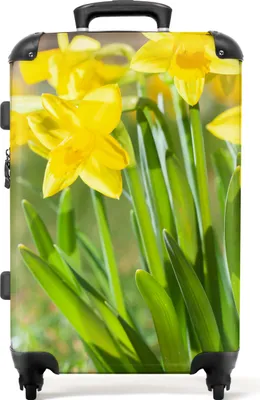 Produktbild von NoBoringSuitcases.com® Großer Koffer - Blumen - Narzisse - Gelb - Frühling - Natur - Kombinationsschloss TSA - Hartschalen Trolley 4 Rollen - 72 liter - Reisekoffer - 66 cmKoffer Mittelgroß 67x43x25 cm, 72L,