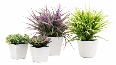 Produktbild von Künstliche Sukkulente im weißen Keramiktopf 13 cm Dekopflanze