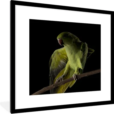 Produktbild von MuchoWow® Gerahmtes Poster Papagei - Vogel - Zweig 40x40 cm - Poster mit Schwarzem Bilderrahmen Wandposter Rahmen Foto Bilder - Poster - Plakat im Rahmen