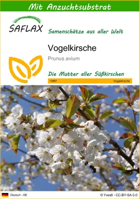 Produktbild von SAFLAX - Vogelkirsche - Prunus avium - 10 Samen - Mit keimfreiem Anzuchtsubstrat