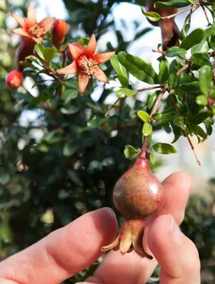 Produktbild von Zwerg Granatapfel – 20 Samen