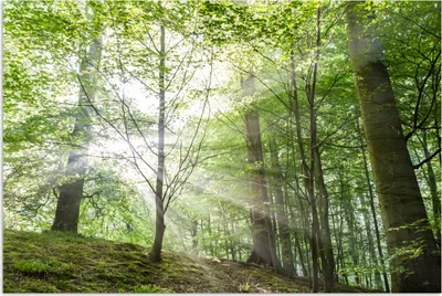 Produktbild von MuchoWow® Poster Wald - Bäume - Sonne 90x60 cm - Schlafzimmer