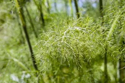 Produktbild von Foeniculum vulgare 'Bronce', Bronze-Fenchel, ca. 11x11 cm Topf